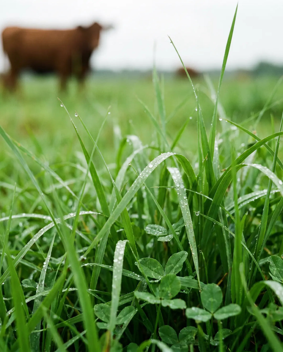 Close-up of dew-covered pasture grass with grass-fed cattle in the background