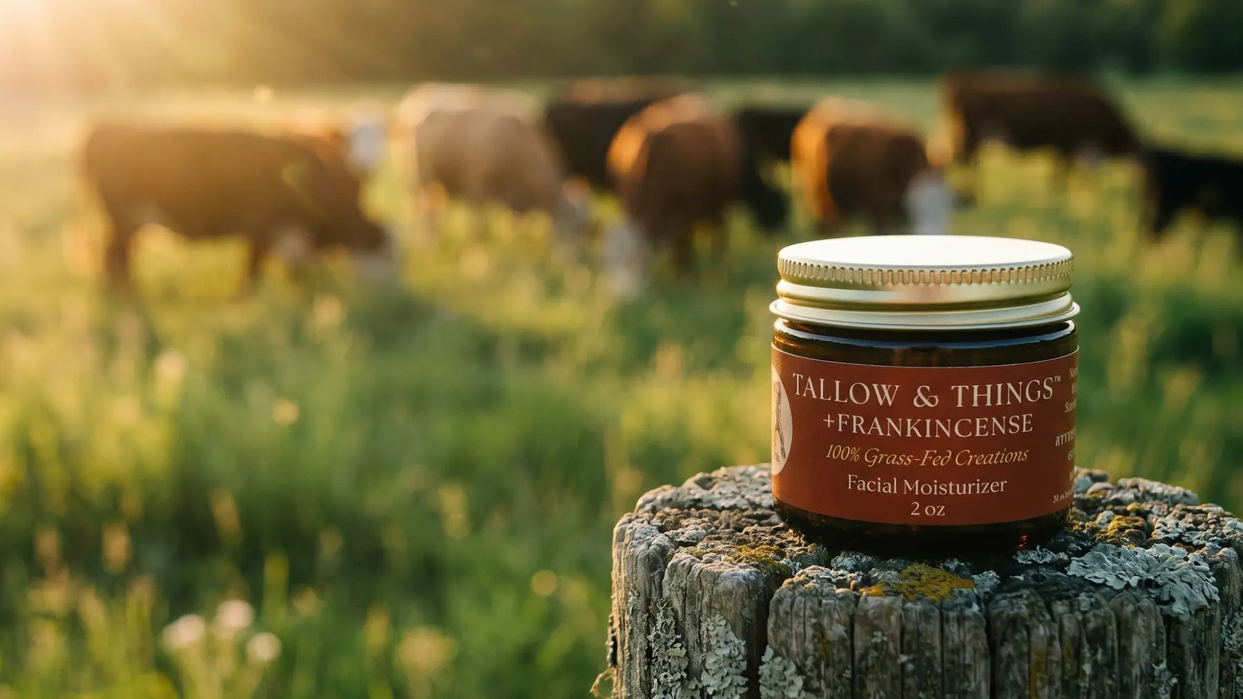 Tallow & Things Frankincense tallow facial moisturizer on fence post with grass-fed cattle at golden hour.