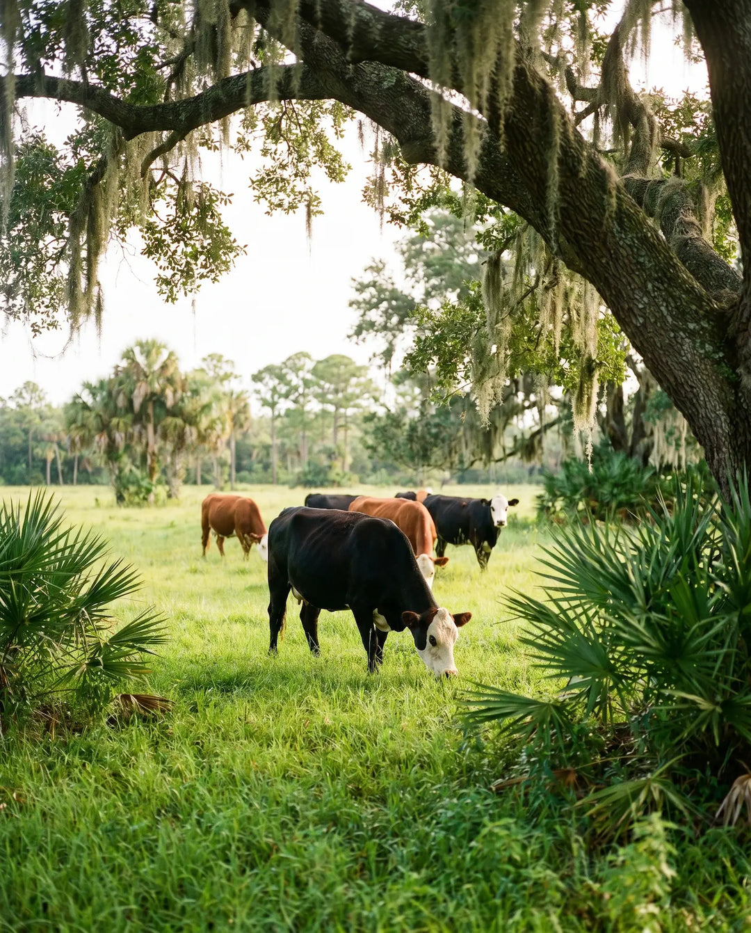 Grass-fed cattle grazing under a moss-draped live oak in a Florida pasture