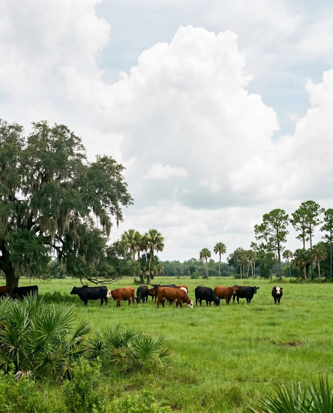 Grass-fed cattle herd grazing in a green Florida pasture with palms and live oaks