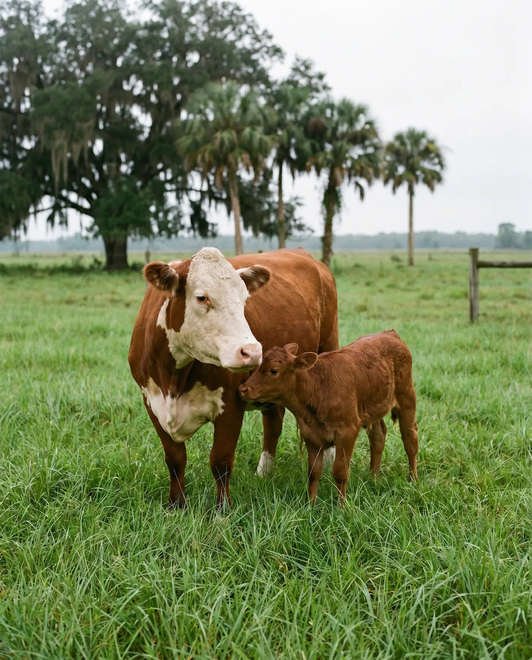 A Hereford cow and her calf standing together in a green pasture