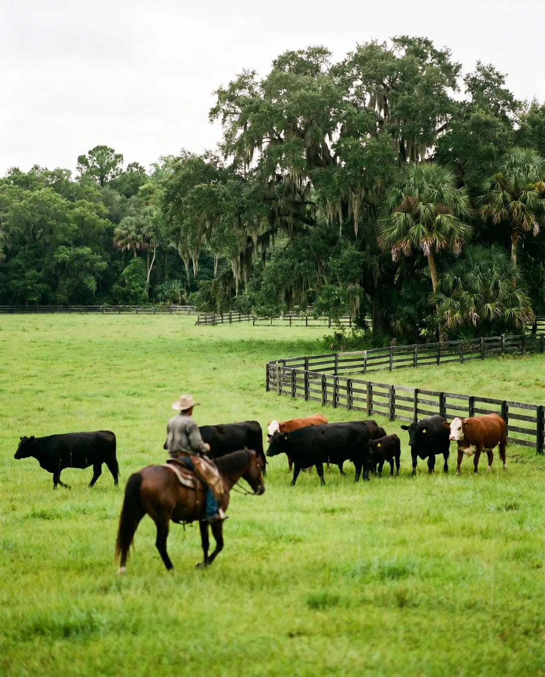 A rancher on horseback moving cattle along a fence line on a Florida ranch